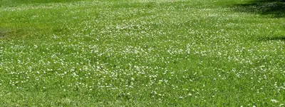 06 White Clover.2 - .40.webp