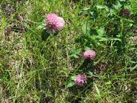 07 Red Clover - .40.webp