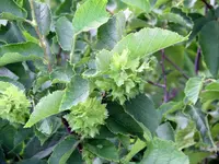 08 Unknown Plant.1 - .40.webp
