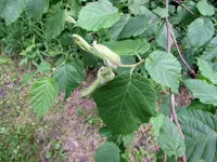 09 Unknown Plant.2 - .40.webp