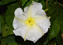 moon flower.webp