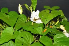 hummingbird moth1.webp