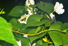 hummingbird moth 2.webp