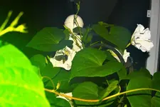 hummingbird moth 3.webp