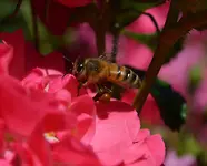 bee1.webp