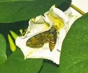 hummingbird moth 2a.webp