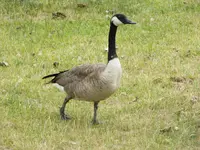 erie lake 073116.webp