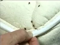 bed_bug_mattress_corner.webp