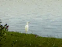 erie lake 073116 2.webp