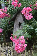 rose5.webp