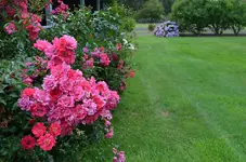 rose.webp