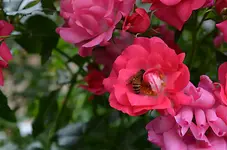 rose4.webp