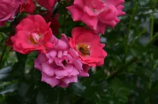 rose1.webp