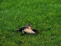 K1600_DSCN2140.webp