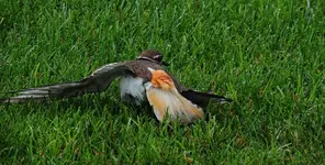 K1600_DSCN2142.webp