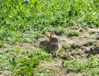 walk 060416 1.webp