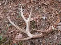 Antler resized.webp