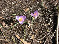 CrocusBlooming15Feb08.webp