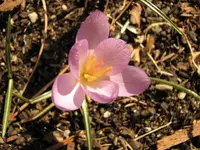 Crocus15Feb08.webp