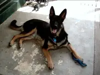 puppy.webp