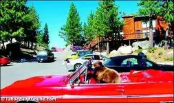 bear cub.webp