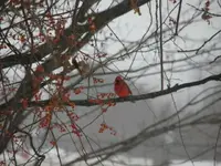 snow birds rainbow 003.webp