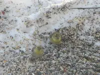 snow birds rainbow 014.webp
