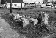 spyeinntree.webp