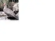 flicker 1.webp