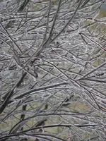 P2010009.webp