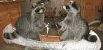 images.webp