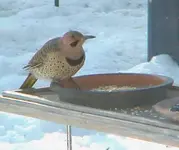 mona-flicker0221snow2[1].webp
