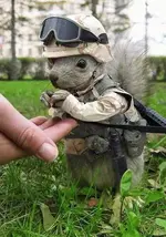 squirrel.webp