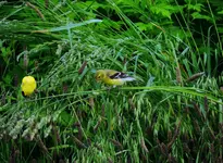 K1600_DSCN2160.webp