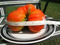 2014 Tomato.webp