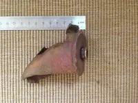 IMG_1735[1].webp