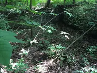 Cellar Holes 001.webp