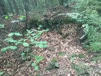 Cellar Holes 006.webp