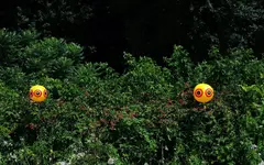 DSCN3660.webp