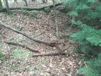 Cellar Holes 007.webp