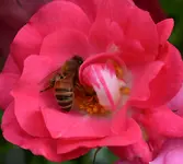 rose6.webp