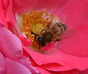 rose8.webp
