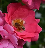 rose7.webp