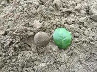 Coat button 2.webp