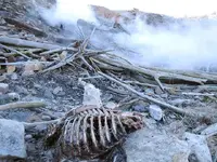 centralia-mine-fire-skeleton.webp