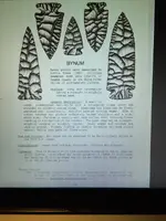 Bynum type.webp
