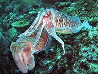 Hooded-Cuttlefish.jpg