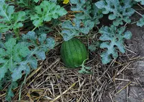 DSCN4733.webp