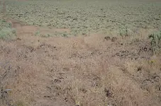 Indian fight road.webp