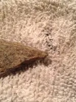 ImageUploadedByTreasureNet.com1470105227.262471.webp